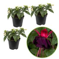 3x Dubbelbloemige Fuchsia New Millenium roze-paars - Buitenplant in pot cadeau