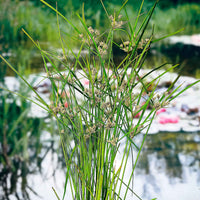 Parapluplant Cyperus alternifolius - Moerasplant, oeverplant - Alle waterplanten