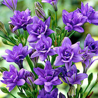 Triteleia Royal Blue - Alle bloembollen