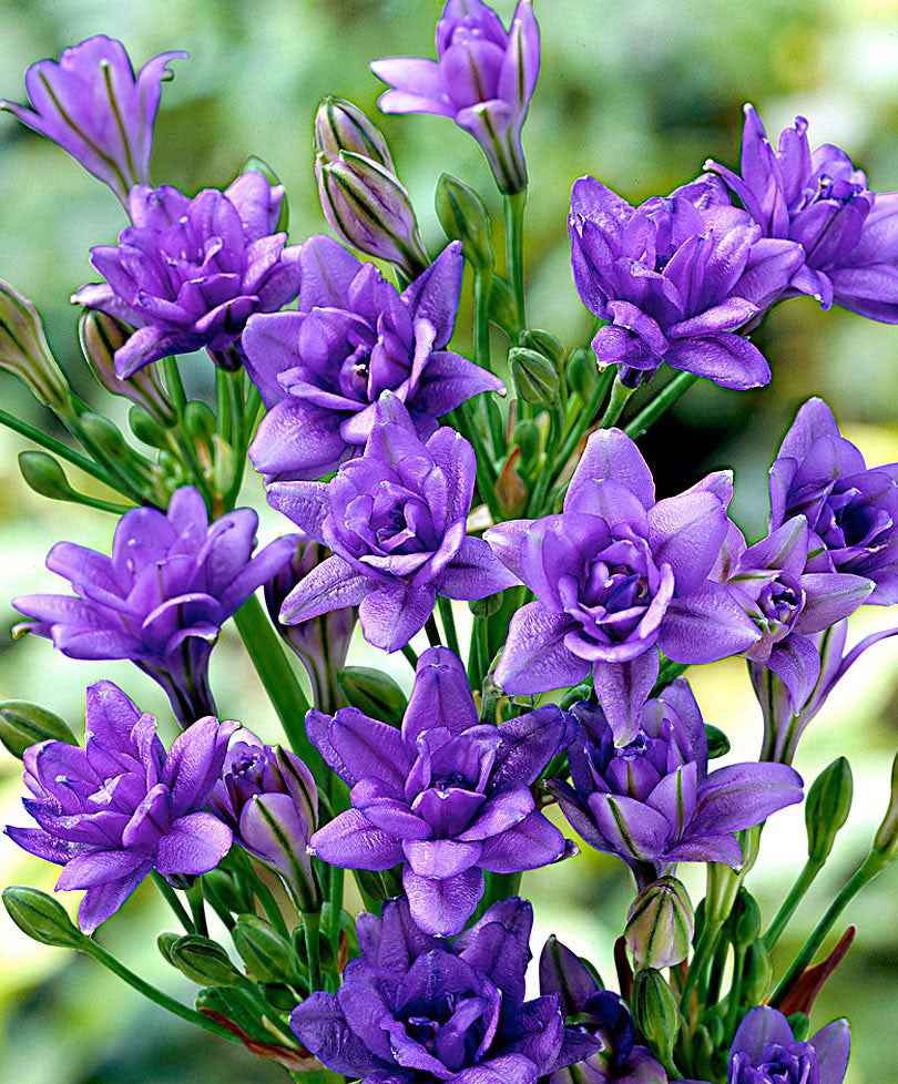 Triteleia Royal Blue - Alle bloembollen