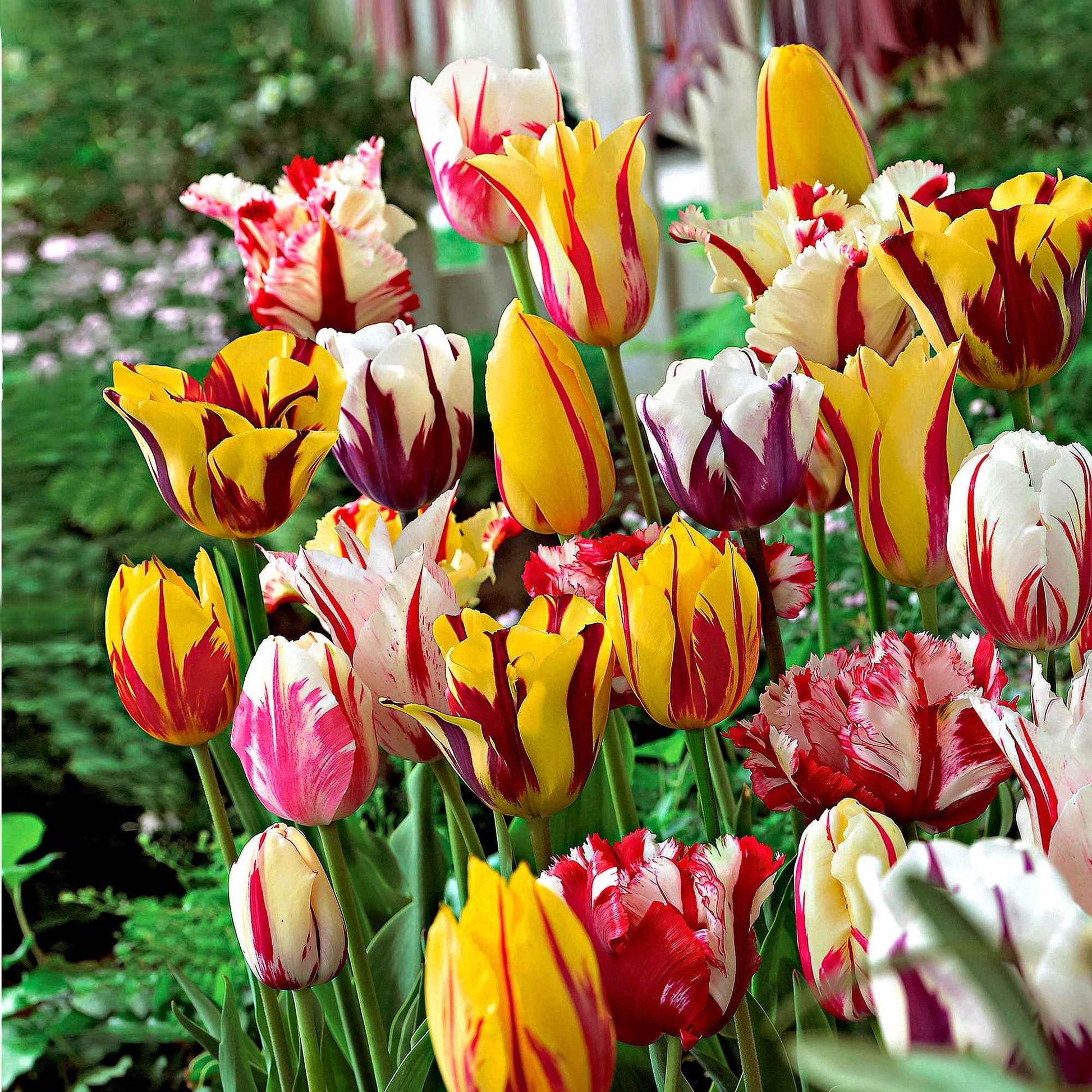 20x Tulpen Tulipa - Mix Rembrandt - Alle populaire bloembollen