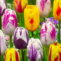 20x Tulpen Tulipa - Mix Rembrandt - Bloembollen