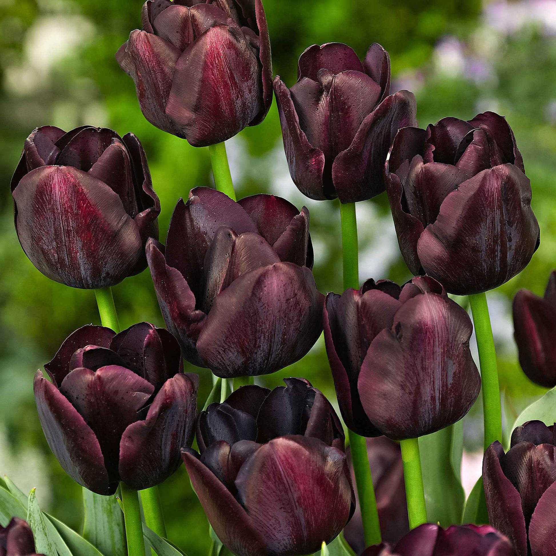 18x Tulpen Tulipa Paul Scherer paars - Alle populaire bloembollen