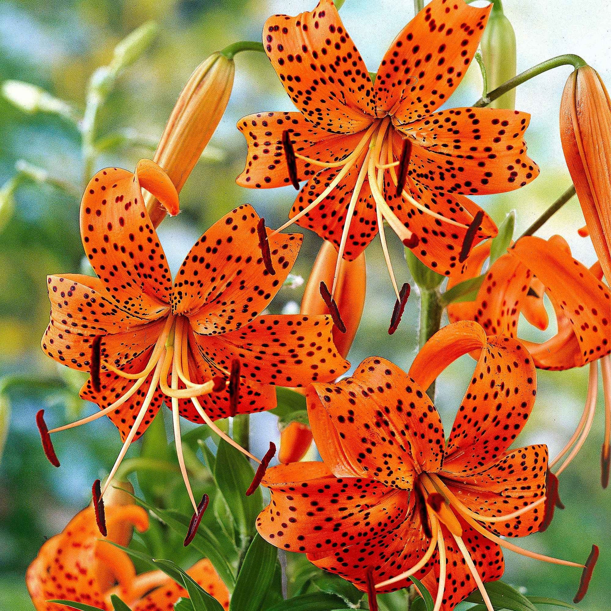 5x Lelies Lilium Splendens oranje - Alle bloembollen