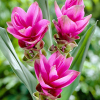 3x Zomertulp Curcuma alismatifolia roze - Alle bloembollen