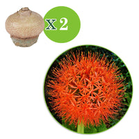 2x Poederkwast Scadoxus multiflorus rood - Verwilderingsbollen