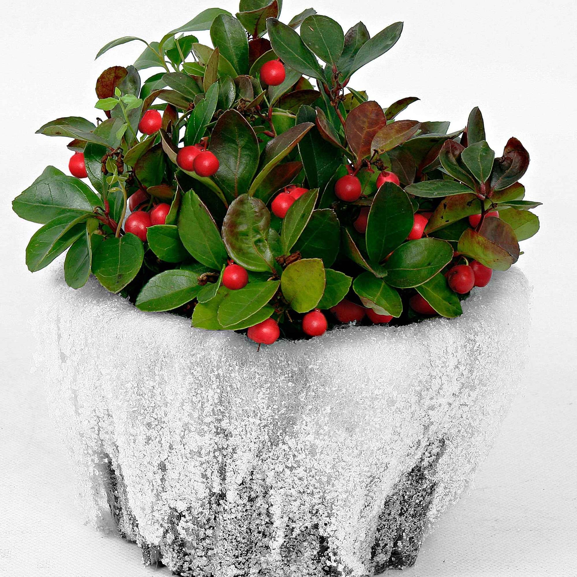 Gaultheria Big Berry 2x Gaultheria Big Berry rood-wit met sneeuw Big Berry - Winterhard - Groenblijvende heesters