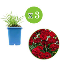 3x Grasanjer Desmond rood - Winterhard - Anjer - Dianthus