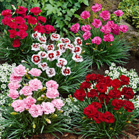 6x Grasanjer Dianthus -Mix Pretty Pink Rood-Wit-Roze - Winterhard - Alle vaste tuinplanten