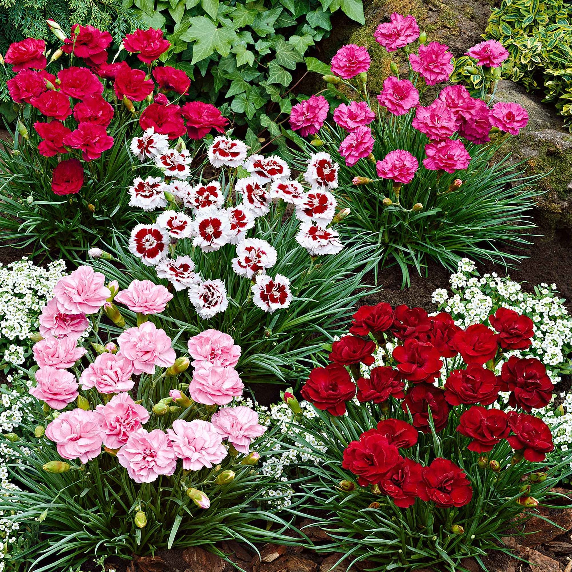 6x Grasanjer Dianthus -Mix Pretty Pink Rood-Wit-Roze - Winterhard - Groenblijvende tuinplanten