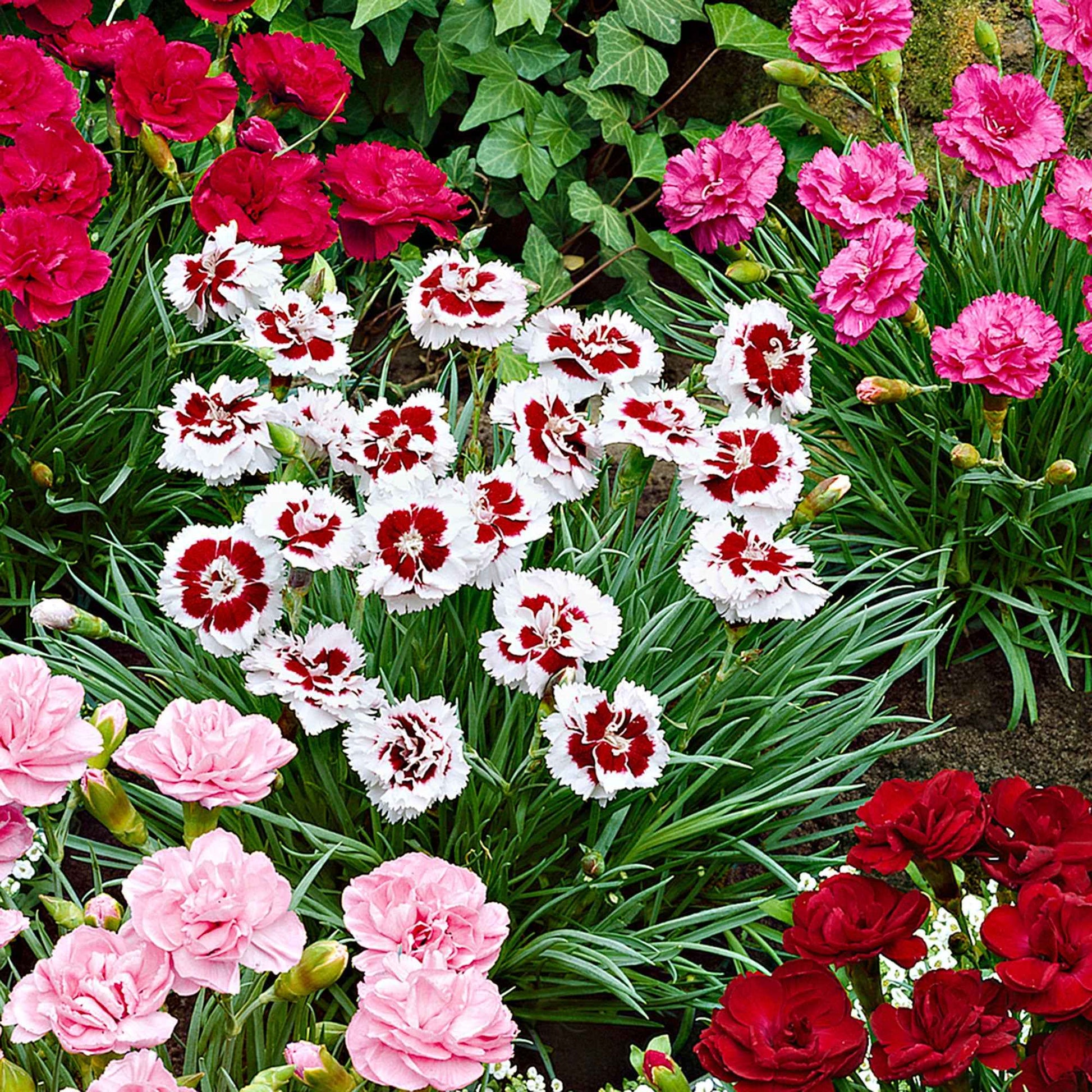 6x Grasanjer Dianthus -Mix Pretty Pink Rood-Wit-Roze - Winterhard - Plant eigenschap