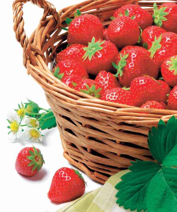 Aardbei 'Manille®' - Fragaria x ananassa manille ® cov ma 94 73 1 - Aardbeien