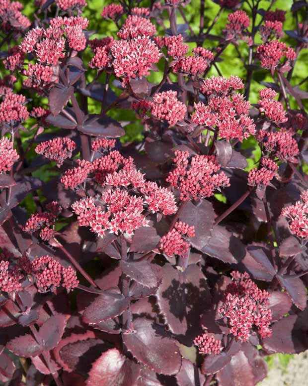 Vetkruid 'Blue Pearl' - Sedum 'chocolate cherry' - Tuinplanten