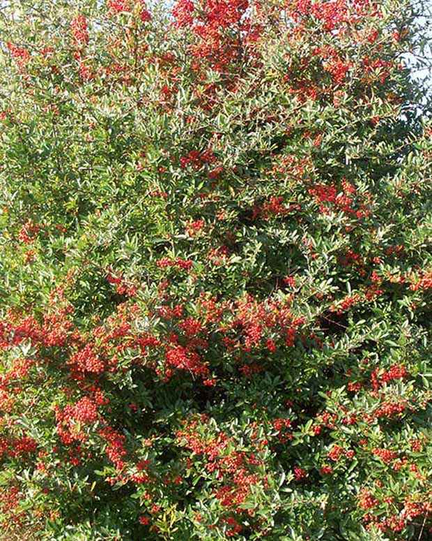 Vuurdoorn 'Dart's Red'® 'Interrada' - Pyracantha coccinea  dart's red ® 'interrada' - Groenblijvende tuinplanten